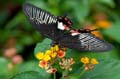 230 gewoehnlicher Mormone - Papilio polytes